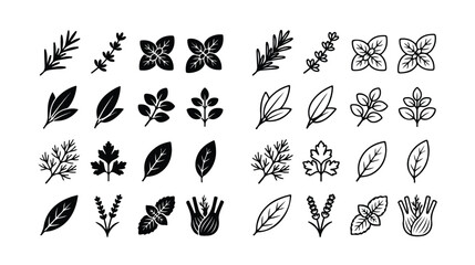 Fototapeta premium Culinary herbs and spices icon set, 32 botanical leaf vector elements, black silhouette and line art herb illustrations for kitchen and food packaging