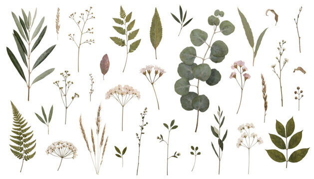 Botanical illustrations, eucalyptus, leaves, flowers, 25 plant elements, vector graphics