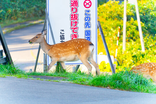 餌を探しに一般道を歩くエゾシカ　
