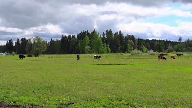 Milk and meat production in agriculture. Cows eating silage. Black and white dairy cows in a herd chew hay. A dairy and meat farm. Milk and meat production in agriculture.