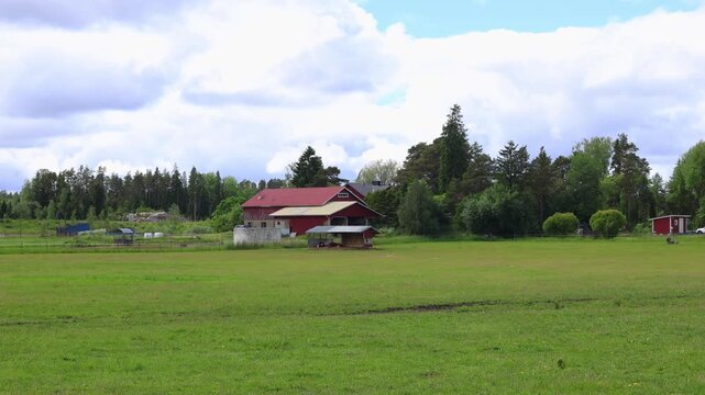 Milk and meat production in agriculture. Cows eating silage. Black and white dairy cows in a herd chew hay. A dairy and meat farm. Milk and meat production in agriculture.