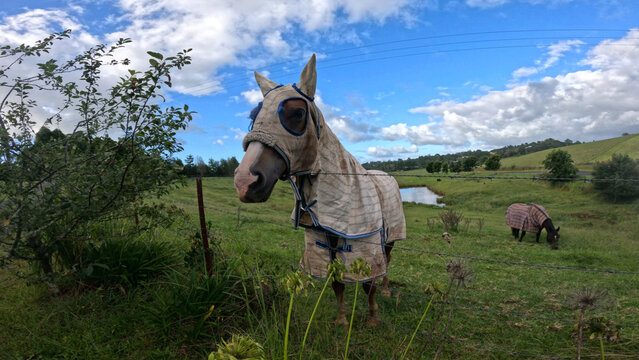 Horse Wearing Protective Fly Mask and Blanket in Green Pasture