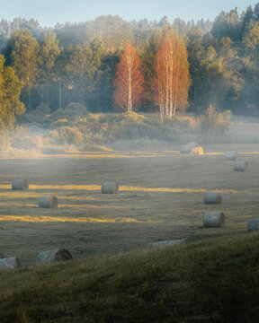 autumn landscape in the fog
