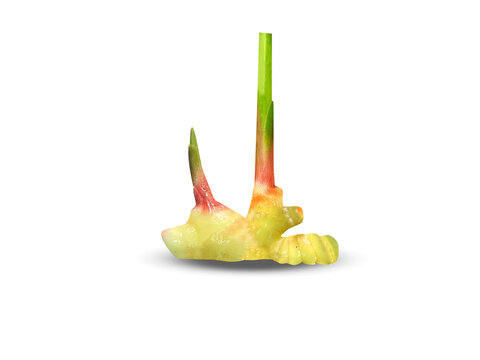 Curcuma amada or mango ginger root isolated on a white background