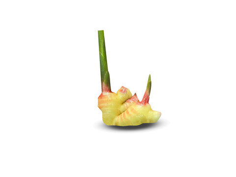 Curcuma amada or mango ginger root isolated on a white background