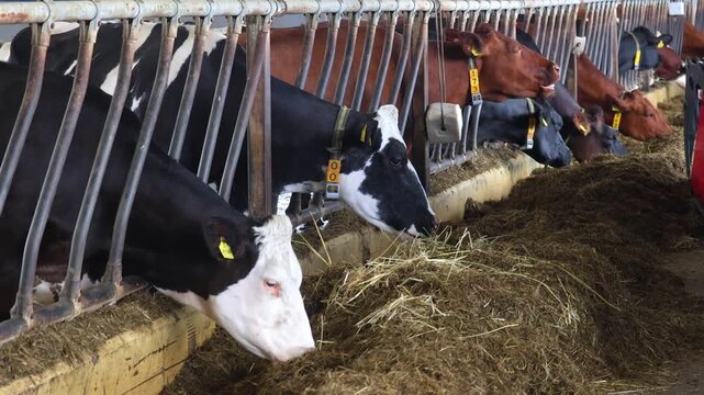 Milk and meat production in agriculture. Cows eating silage. Black and white dairy cows in a herd chew hay. A dairy and meat farm. Milk and meat production in agriculture.