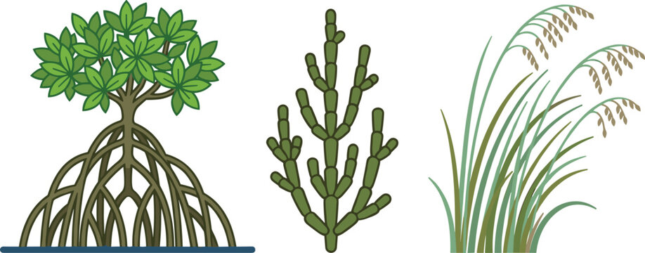Coastal Wetland Plant Vector Set with Detailed Drawings of Mangrove Tree Prop Roots Glasswort Succulent and Sea Grass Illustration