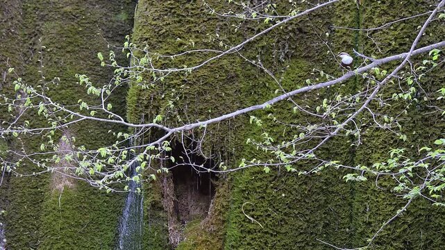 White throated dipper on brach with nest on background (Cinclus cinclus)