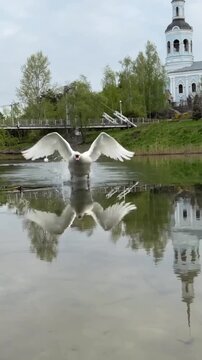 Bald eagle swooping down low over the turbulent river water surface with wings fully extended in a powerful hunting motion during this dynamic wildlife video clip capturing the intense focus and majes