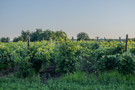 The Early Summer Growth Stage of the Grapevine Vitis Vinifera