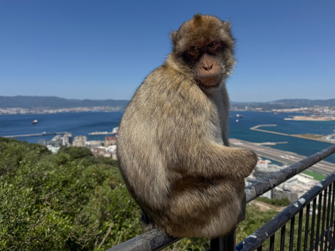 Berberaffe auf Gel&auml;nder vor der Bucht von Gibraltar