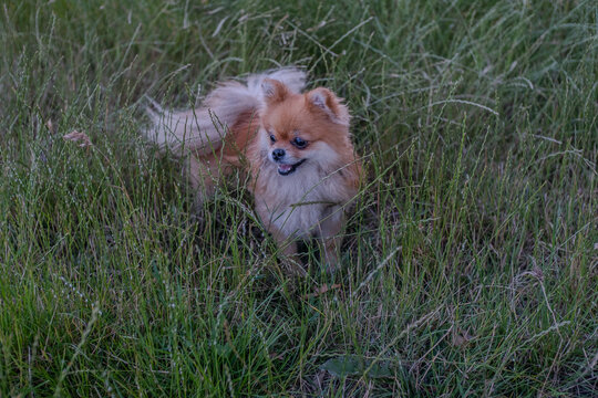 The Ultimate Guide to Spitz Dog Breeds: Characteristics, Care, and Traits