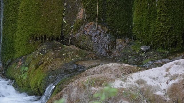 At the foot of waterfalls, young European dipper discovering the mountain creek (Cinclus cinclus)