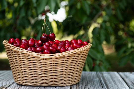 Summer cherry harvest displayed in wicker basket with blurred orchard background