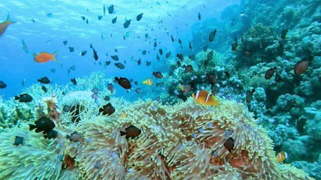 Swimming Orange Clownfish in Vibrant Coral Reef Underwater Scene with School of Fish