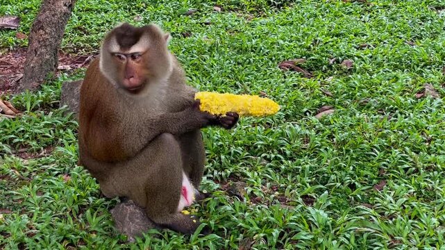 A pig-tailed macaque (Macaca leonina) holds an ear of corn and eats it while sitting on the grass at Phuket City View Point Public Park in Phuket, Thailand.