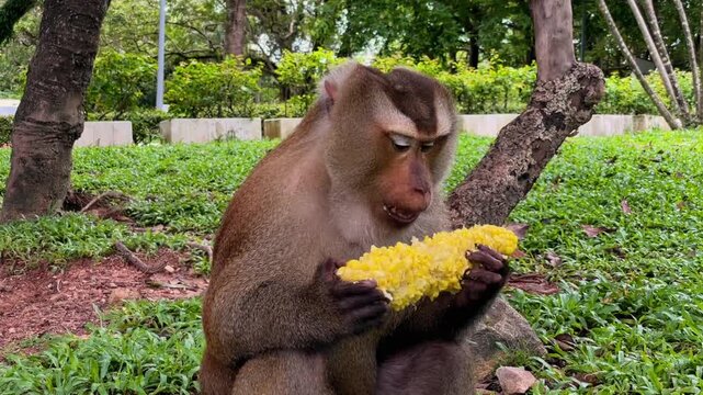 A close-up of a Pig-tailed Macaque (Macaca leonina) looking around while eating corn at Phuket City View Point Public Park in Phuket, Thailand.