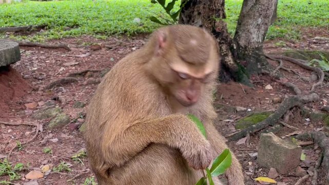 A close-up of a Pig-tailed Macaque (Macaca leonina) eating ripe berries from a branch at Phuket City View Point Public Park in Phuket, Thailand.