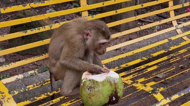 A young pig-tailed macaque (Macaca leonina) eats coconut meat while sitting on a metal bench at Phuket City View Point Park in Phuket, Thailand.