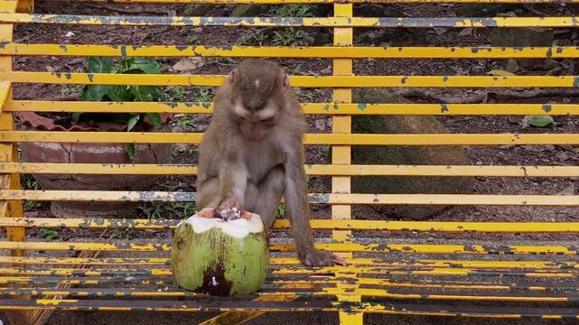 A young pig-tailed macaque (Macaca leonina) sits on a metal bench and scrapes fresh coconut meat at Phuket City View Point Public Park, Thailand.