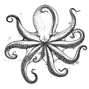 A detailed black and white illustration of an octopus with eight tentacles