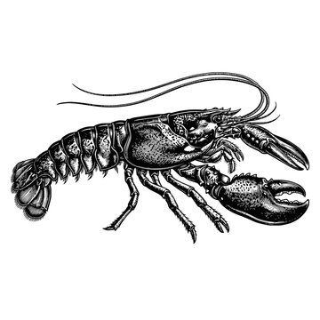 Vintage Lobster Illustration - Detailed Seafood Engraving Style