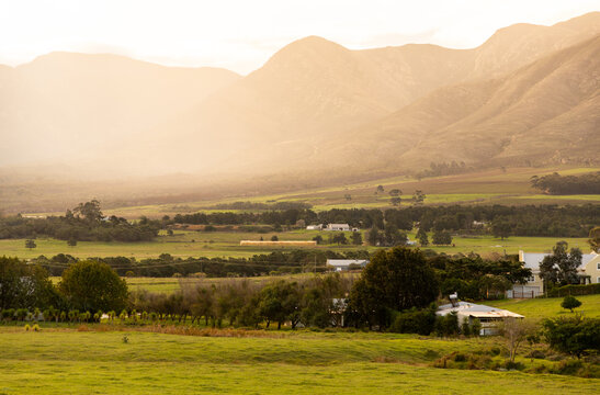 Zebra grazing on verdant farm land, Stanford, South Africa