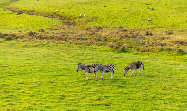 Zebra grazing on verdant farm land, Stanford, South Africa