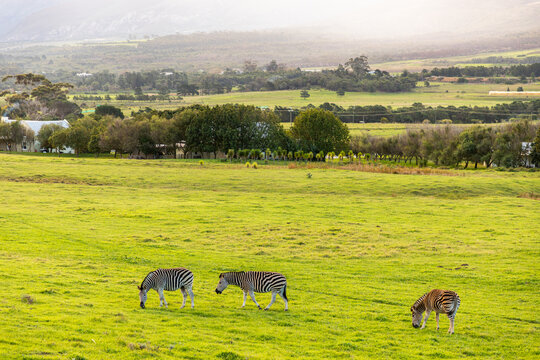 Zebra grazing on verdant farm land, Stanford, South Africa