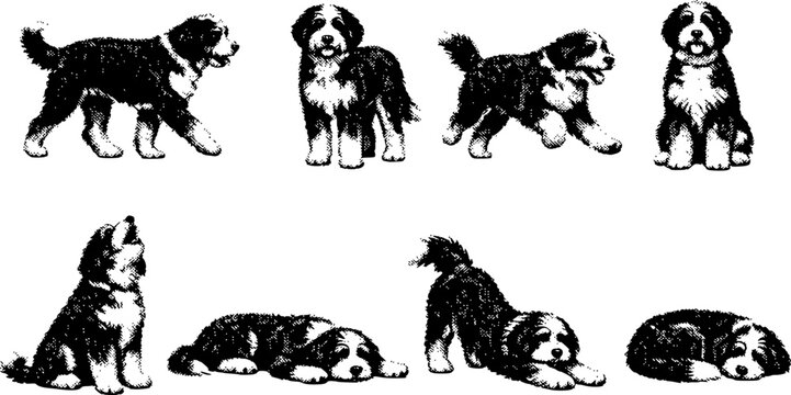Various Bernedoodle Dog Poses Set: Walking Standing Running Sitting Howling Lying Stretching and Sleeping Halftone Engraving Style Vector Illustration