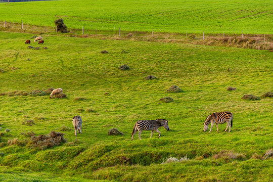 Zebra grazing on verdant farm land, Stanford, South Africa
