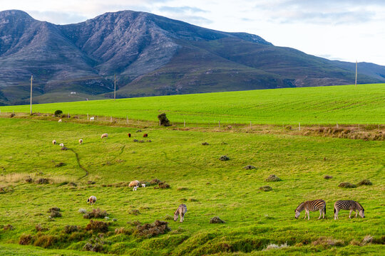 Zebra grazing on verdant farm land, Stanford, South Africa