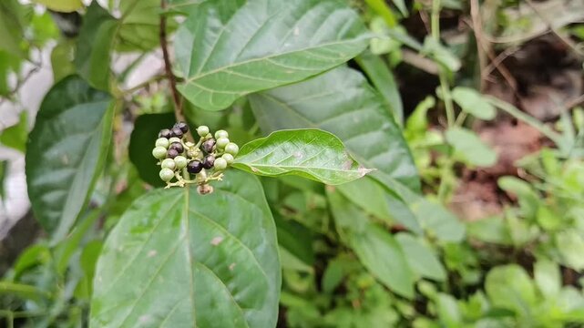 Cluster of Premna serratifolia Fruits on Tropical Plant
