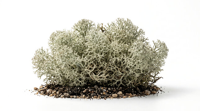 A single, isolated cushion of pale gray-green reindeer moss with soft branching texture, resting on a thin bed of soil and pebbles on pure white background
