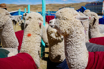 White Huacaya alpacas with thick fleece and red blankets at an Andean fair © WILL PHOTOGRAPHY