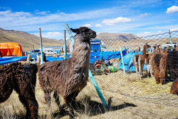 Fototapeta premium Long-haired black llama by mesh fence at an altiplano livestock fair