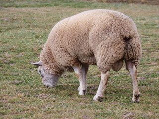 White Merino sheep with dense wool grazing short grass in soft light © WILL PHOTOGRAPHY