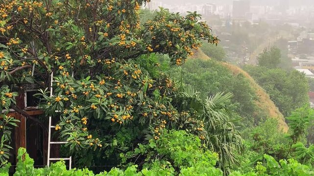 Cinematic handheld 4K footage: heavy rain falling on a ripe loquat tree, with a palm tree in the background. Grapevine branches in the foreground. The atmosphere of a tropical summer rain.