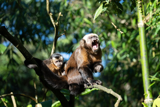 Brown capuchin (Sapajus apella) in the Manu National Park, Peru
