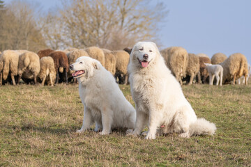 Fototapeta premium The picture shows a large white herding dog, likely a Great Pyrenees or Maremma Sheepdog