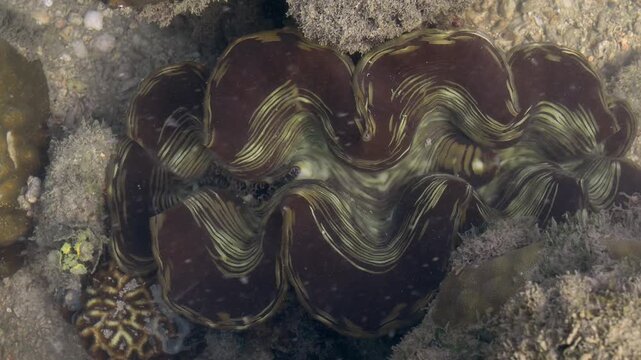 Close Up of Wavy Mantle Pattern on Tropical Giant Clam

