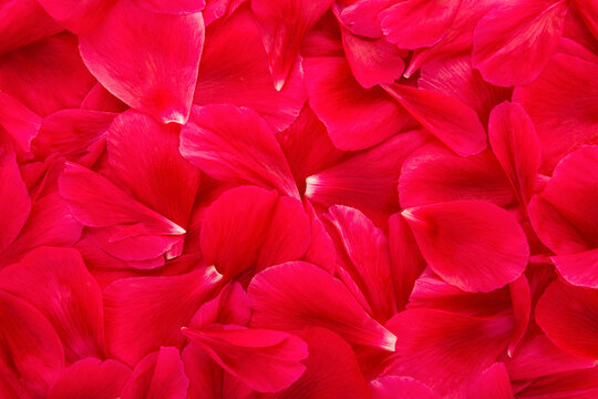 Fresh beautiful red peony flower petals background. Closeup. Top down view.