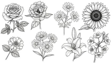 Fototapeta premium Assorted monochrome flower sketches rose, daisy, lily, sunflower, branch