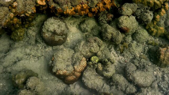 Tropical Coral Reef Landscape in Shallow Coastal Waters