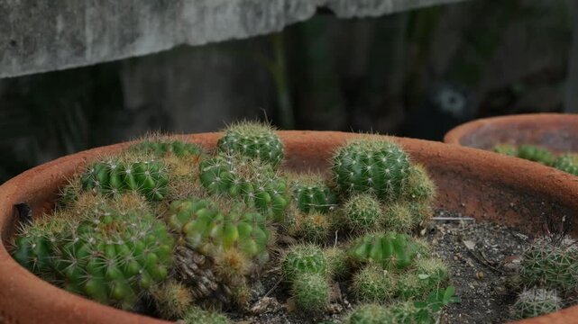 Collection of Terracotta Pots with Cacti Succulents on Weathered Concrete Steps Bamboo Palm Urban Garden Brick Wall Background
