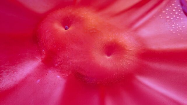 Close-up view of vibrant red stingray skin showing distinct features, including two prominent structures and smooth texture, captured underwater in a marine environment