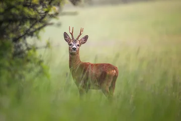 Fototapeten Rehe roe deer in the grass  © Lena