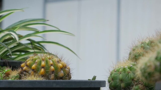 Multiple Potted Cacti Succulents Black Plastic Terracotta Pots Concrete Steps White Wall Urban Garden Background Botanical Lifestyle