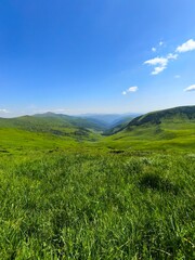 Fototapeta premium green grass and blue sky