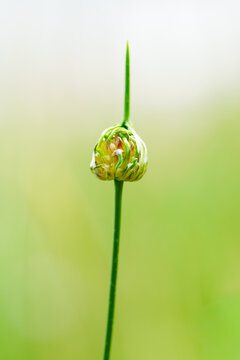 Bourgeon de pavot sur tige, macro minimaliste fond vert